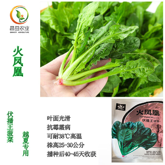  夏播菠菜种籽火凤凰耐热圆叶大叶菠菜种子耐抽苔四季大田蔬菜种子