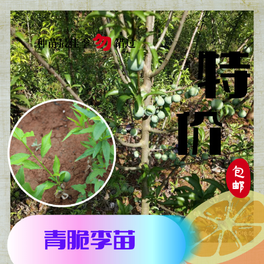 简阳市青脆李苗  青脆李子树苗批发