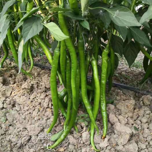昆明线椒苗，萧新大公司种子培育，苗子清秀，品种好，市场表现好，