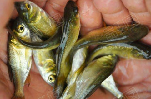 光泽县 花鲢鱼苗7-10cm 货源充足 低价格 高质量 养殖技术