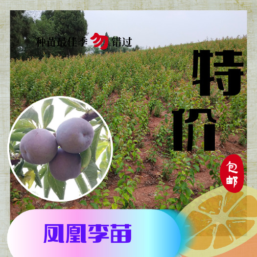 简阳市凤凰李子树苗  凤凰李苗  四川李子树苗批发