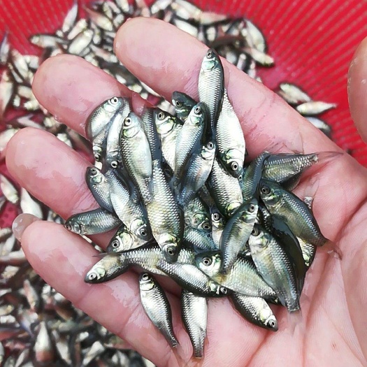 光泽县 鲫鱼苗3-4cm源头直供  大量优质 货源充足