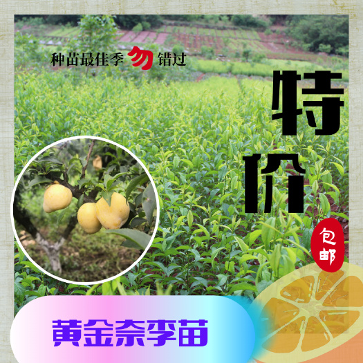 简阳市黄金李苗  黄金奈李苗盆栽地栽均可