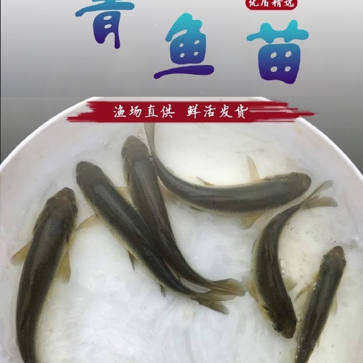 平南县 正宗青鱼苗 优质鱼苗 基地直发 包邮 存活率高 有损包赔