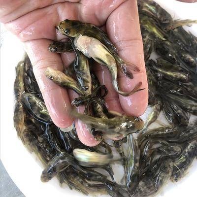 平南县 杂交黄骨鱼苗 优质鱼苗 基地直发 包邮 存活率高 有损包赔