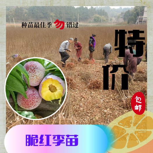 简阳市脆红李苗  一级苗 脆红李树苗 晚熟李子苗 红脆李苗 李子果