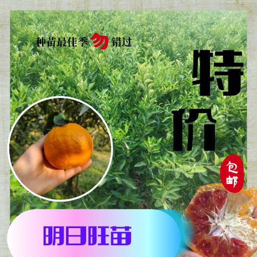 柑桔苗  明日旺柑橘苗（明日见同系列），裂果率低，晚熟品种