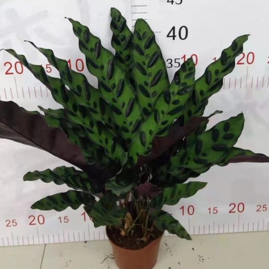 长沙竹芋盆栽 【基地直供】小盆栽观赏绿植办公家居110孔雀纹竹芋花卉