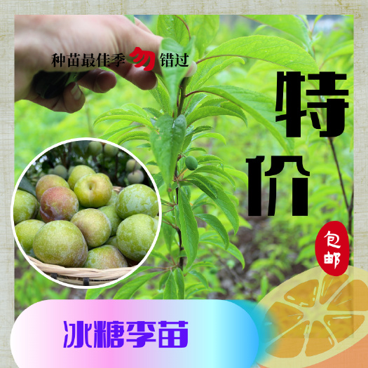 简阳市冰糖李树苗  冰糖李苗李子树苗批发中晚熟品种脆甜离核