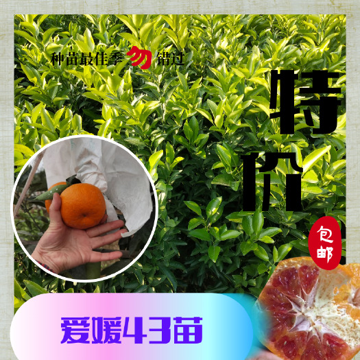 柑桔苗  爱媛43号柑橘苗（黄美人优系），高糖晚熟杂柑品种