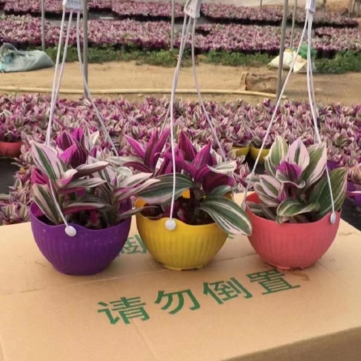 长沙油画婚礼吊兰 油画吊篮婚礼植物胭脂实拍基地直销五彩盆量大从优