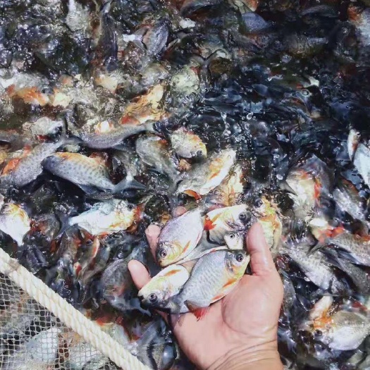 平南县 淡水石斑鱼苗  优质鱼苗 基地直发 包邮 存活率高 有损包赔