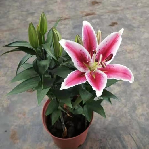 百合花 地直批百合盆栽星球战士秋瑞八点后三枝带花苞桌面高档观花花卉