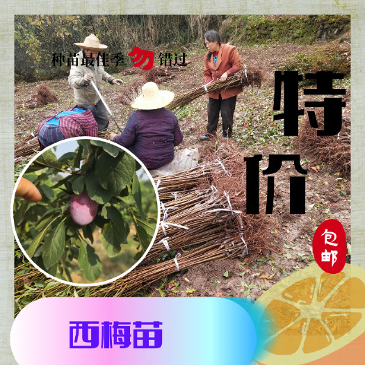 西梅苗批发四川西梅苗种植