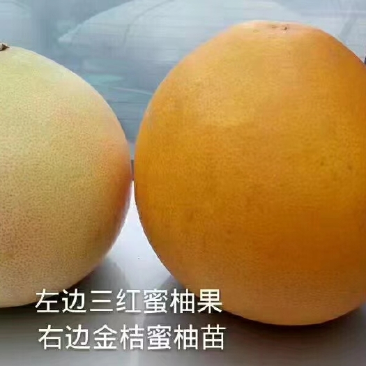 洪江市金桔蜜柚苗桔红柚早熟柚子品种优良  11月成熟