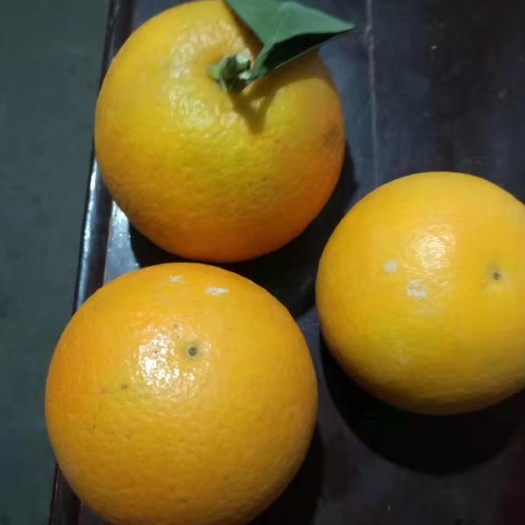 洪江市锦蜜冰糖橙苗 丰产性好 耐贮藏 适应性好风味纯甜