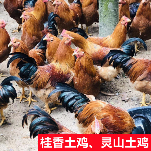 南宁南宁热卖，土鸡苗，贵香土鸡苗批发鸡苗，土1.5土2，品种齐全