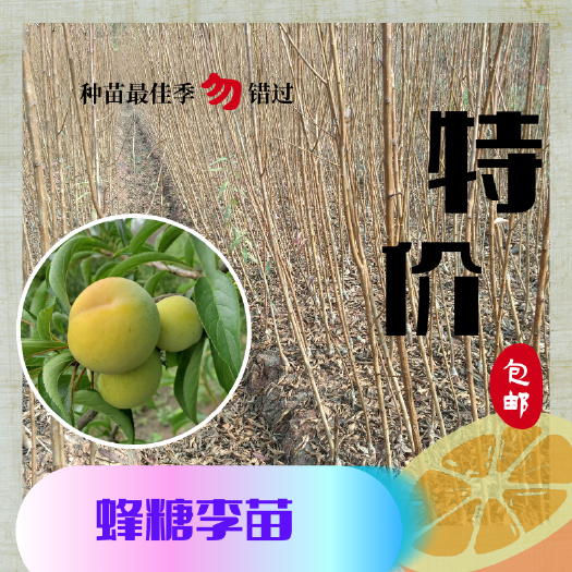 简阳市蜂糖李树苗  蜂糖李苗 蜂糖李子树苗盆栽地栽均可