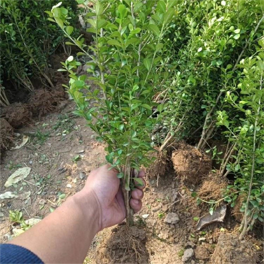 青州市瓜子黄杨 小叶黄杨 一手货源 基地直销 大量供应