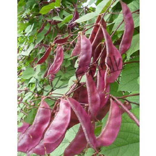 【扁豆种子】红遍天扁豆--红眉豆扁豆种子/早熟提前上市80天