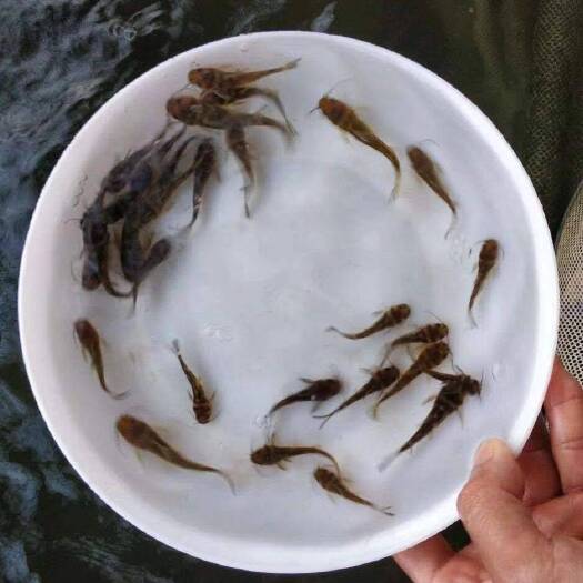 光泽县 黄骨鱼苗6-7公分    优质现货  高质量 低价格