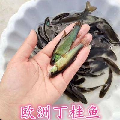 平南县 丁桂鱼苗 优质鱼苗 基地直发 包邮 存活率高 有损包赔