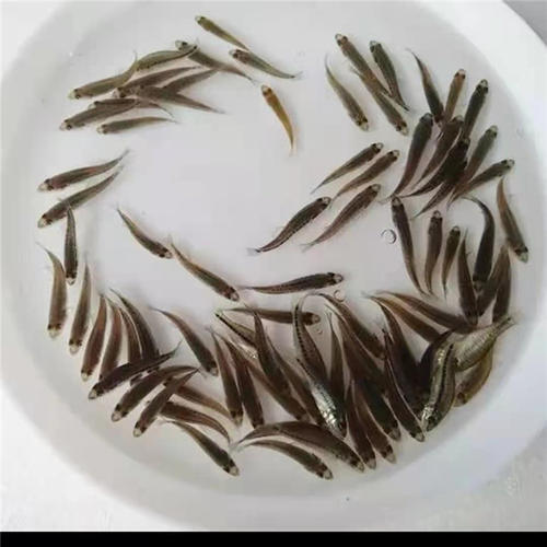 光泽县 鲤鱼苗2-3cm批发  产地直销  运输损耗包赔
