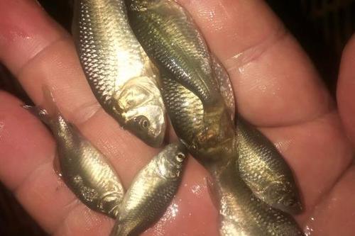 光泽县 福瑞鲤鱼苗5-10cm 低价格高质量自孵水花货源充足
