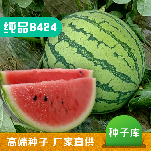 长春纯品8424西瓜种子南汇早佳8424西瓜种子8424新疆麒麟