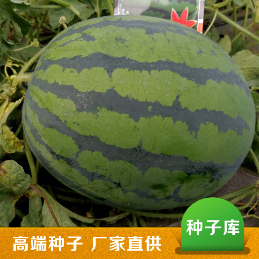 纯品甜王西瓜种子 高产抗病菲律宾甜王西瓜大果型大红瓤甜王西瓜