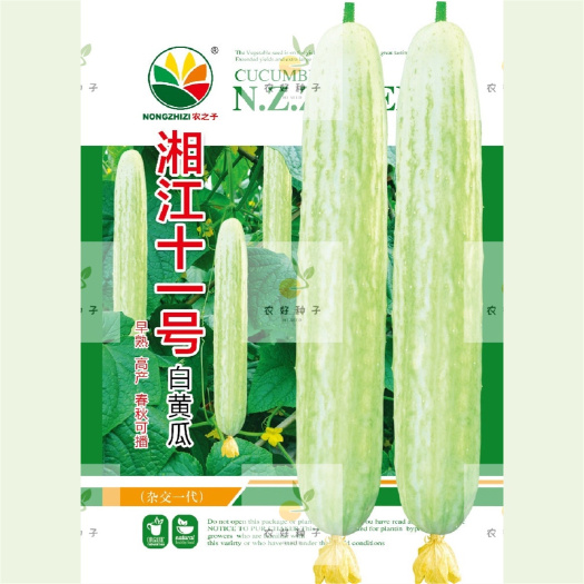 株洲大白黄瓜种子  湘江十一号白黄瓜——杂交早熟产量高