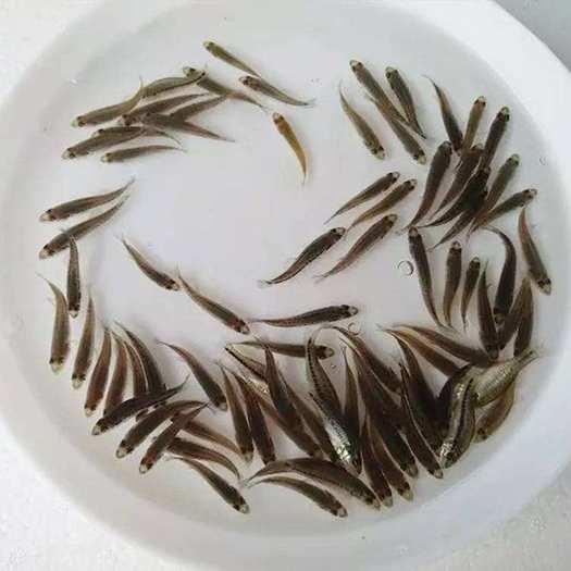 光泽县草鱼苗  草鱼鱼苗  量大从优  现货 产地直销 自孵水花
