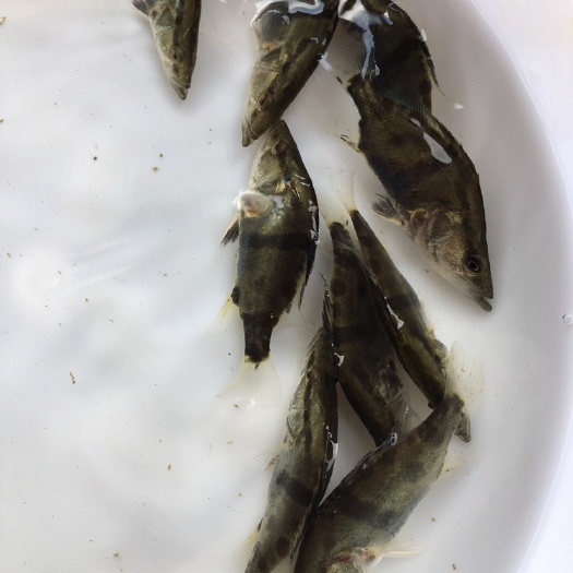 平南县 桂鱼苗 优质鱼苗 基地直发 包邮 存活率高 有损包赔