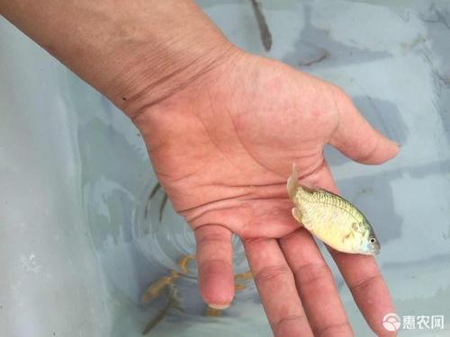 平南县 优质澳洲宝石鲈鱼苗