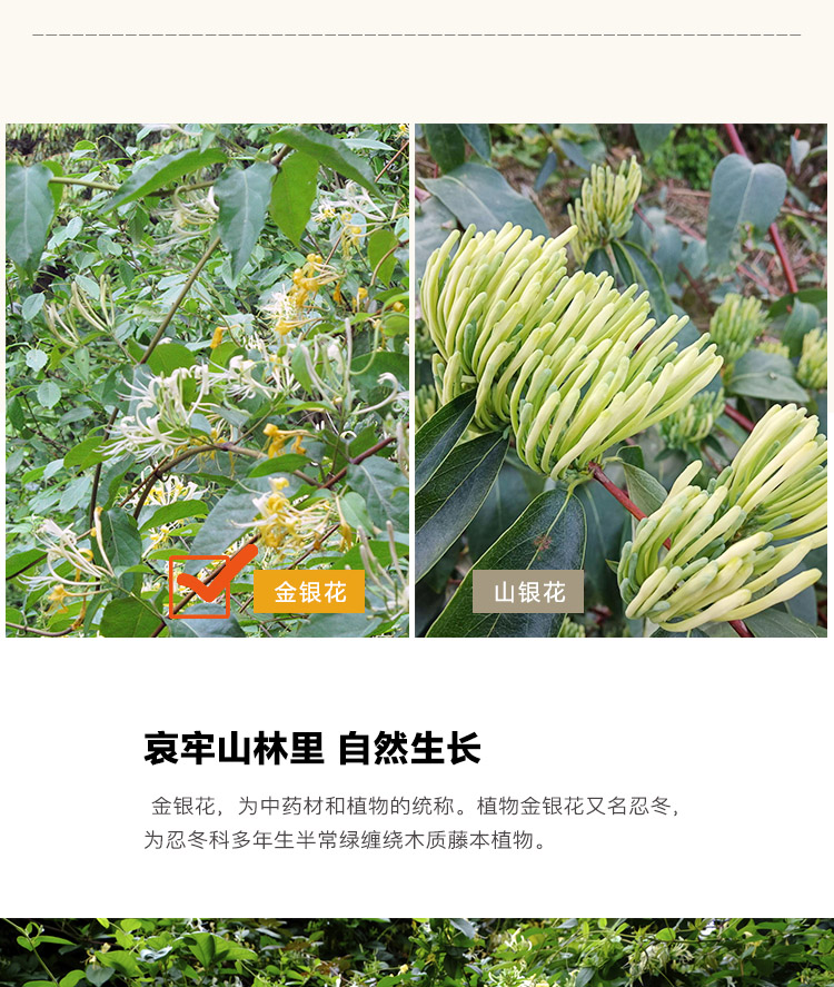 云南金银花自然晒干无硫1斤泡水喝哀牢山金银花