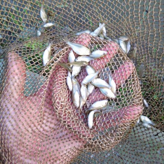 光泽县 福瑞鲤鱼苗5-10cm 低价格高质量自孵水花货源充足