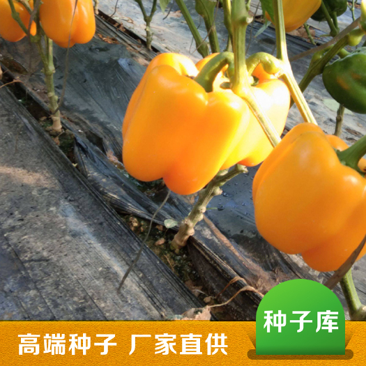 长春黄帝彩椒种子批发圆椒种子灯笼辣椒种子太空椒种子大黄甜椒种子