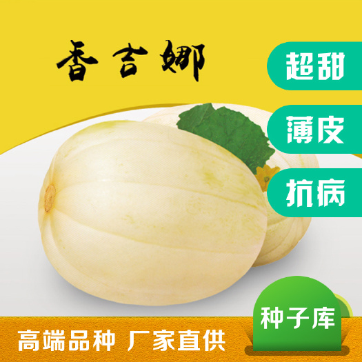  香吉娜香瓜种子早熟高糖度超甜脆抗病薄皮甜瓜种子南方北方可种植