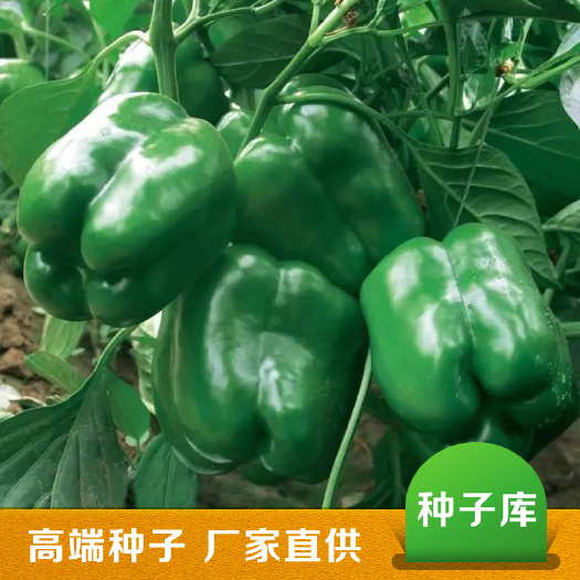 长春 荷椒13甜椒种子批发灯笼椒种子圆椒种子太空椒种子大青辣椒种子