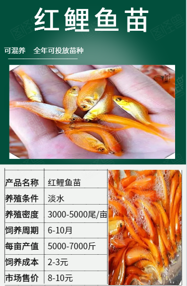  紅鯉魚苗2-3cm產(chǎn)地直銷一手貨源 齊規(guī)格 低價格