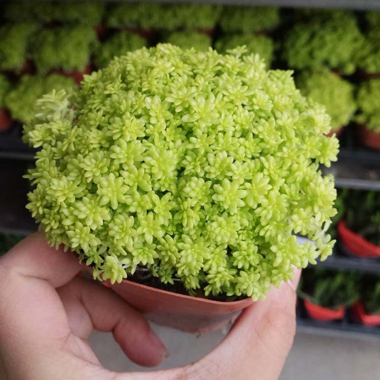 多肉植物 多肉黄金草盆栽植物 基地大棚 花卉绿植盆景 大量批发优惠