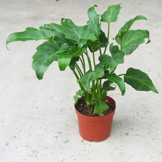 长沙 春羽盆栽批发小天使观叶植物室内桌面盆栽花卉春羽水培土培净