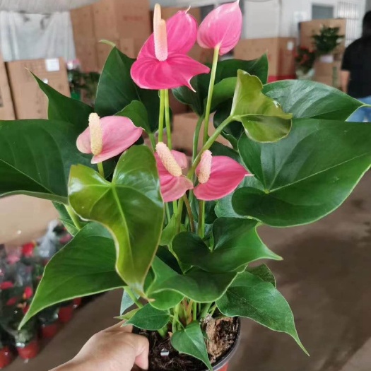 长沙粉掌盆栽 基地批发室内绿植花卉小粉掌多头盆栽