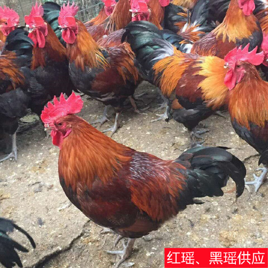 南宁南宁热卖！红瑶鸡苗、黑瑶鸡苗，正品保证，欢迎咨询！