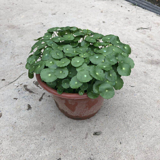 长沙铜钱草盆栽 基地花卉批发绿色水培植物水生植物铜钱草香菇草盆栽水体绿化