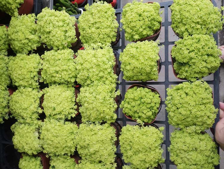 多肉植物 多肉黄金草盆栽植物 基地大棚 花卉绿植盆景 大量批发优惠