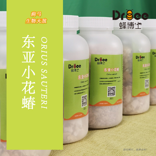 北京生物防治虫 东亚小花蝽丨防治蓟马丨防治蚜虫叶螨
