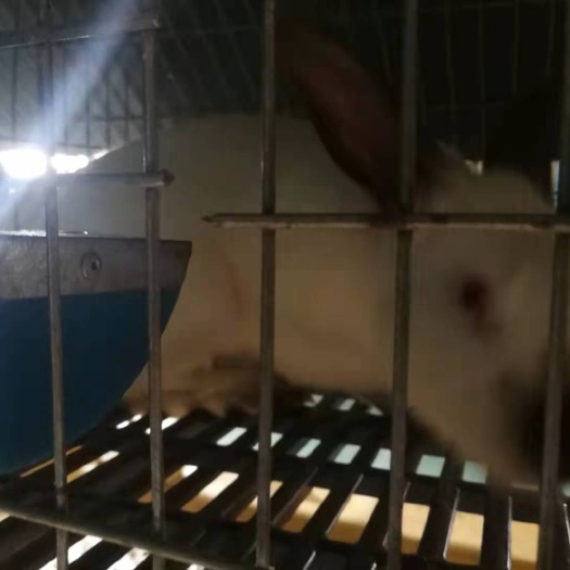 运城 商品兔肉兔