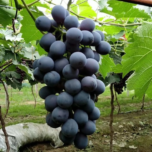 新沂市阿湖夏黑葡萄新鲜水果 巨峰葡萄无籽提子当季水果现摘现发
