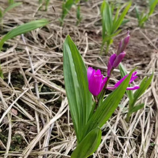 仁寿县紫花白芨苗  中药材白芨种苗出售